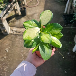 Hoya Australis | Hoya Lisa | Variegated Hoya Australis | 4in pot | hoya cuttings