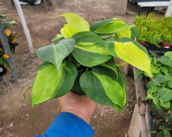 Philodendron Cordatum Brasil | Hederaceum | vining house plant | 4in pot