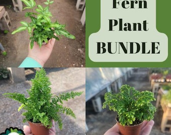 Fern Bundle | Assorted Ferns | 2in pots