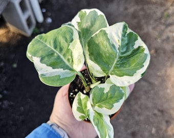 Pothos N’Joy in 2” Pot | Easy Care Variegated Houseplant | Trailing Indoor Plant Starter