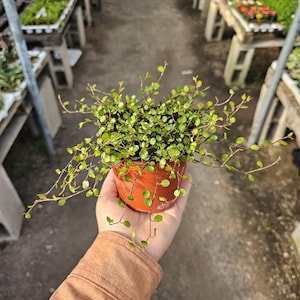 May include: A small potted plant with vibrant green leaves and delicate stems. The plant is in a terracotta-colored pot, held in a person's hand. The background shows other plants and wooden structures, suggesting a nursery or garden setting.