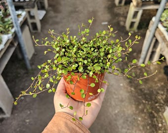 Angel Vine Plant 4in Pot | Muehlenbeckia complexa Wire Vine | Trailing Houseplant | Fairy Garden Plant | Fast Growing Indoor Vine