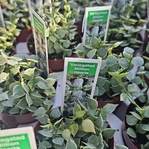 May include: Close-up of several small potted plants with variegated green and white leaves. The plants are labeled "Variegated Million Hearts".