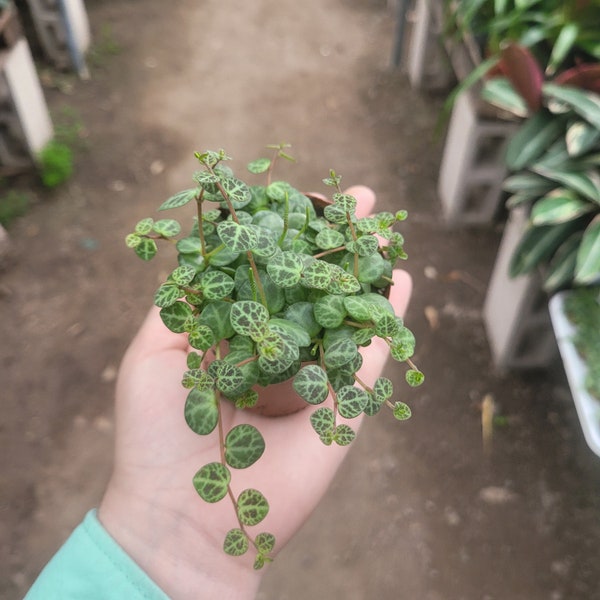 String of Turtles | 3 inch | Peperomia Prostrata | Live Succulent Hanging Plant | Indoor Plant | House Plant