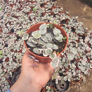 May include: A close-up of a small potted plant with variegated leaves. The plant has small, heart-shaped leaves with white and green markings. The plant is in a brown pot and is being held in a person's hand.