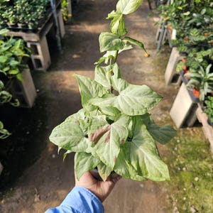 Syngonium Pink Salmon | Rare Sygnonium | Arrowhead Plant | 4in pot