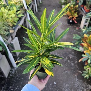 Croton Bannana | 4in pot