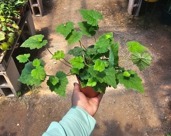 Piggyback Plant 4in potted plant