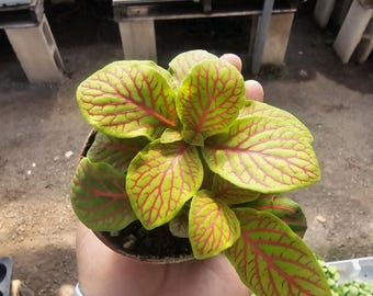 Fittonia 'Skeleton' Nerve Plant | Pink Veins on Lime Green Leaves | Live Houseplant in 2.5" Pot | Terrarium Plant | Easy Indoor Plant