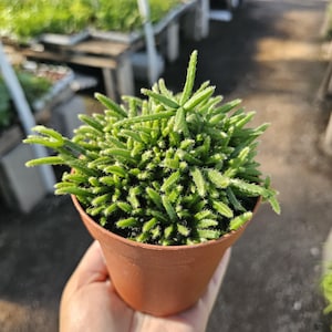 Rhipsalis Prismatica | Rhipsalis teres f. Prismatica | 2in pot | 4in Pot | Rooted cuttings | Unrooted Cuttings | Rare Tropical Cactus