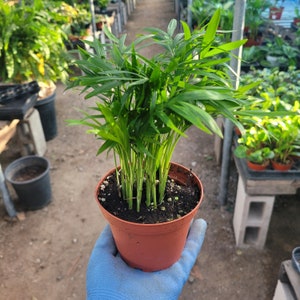 Parlor Palm | Chamaedorea elegans | Neanthe Bella Palm | 2in and 4in