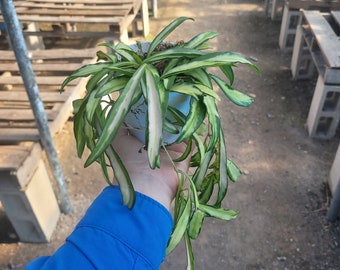 Hoya Wayetii tricolor | Variegated Hoya kentiana Wayetii | Hoya Wax Live Plant | Indoor Houseplant