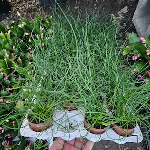 Corkscrew Rush | Juncus Spiralis | 2in and 4in pot image 2