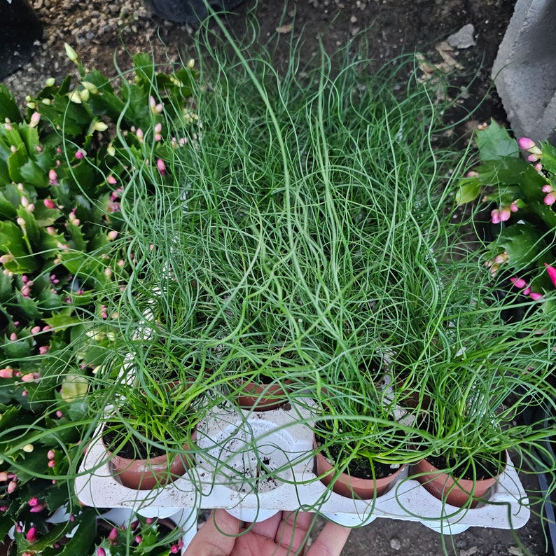 Corkscrew Rush | Juncus Spiralis | 2in and 4in pot image 2