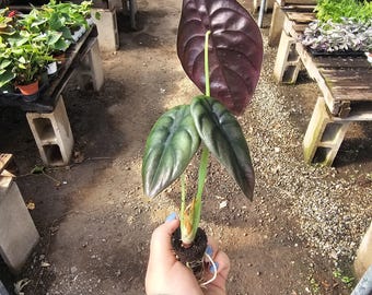 Alocasia Cuprea Red Secret Live Plant | Rooted Plug, 2in pot or 4in Pot | Metallic Jewel Alocasia | Rare Tropical Houseplant