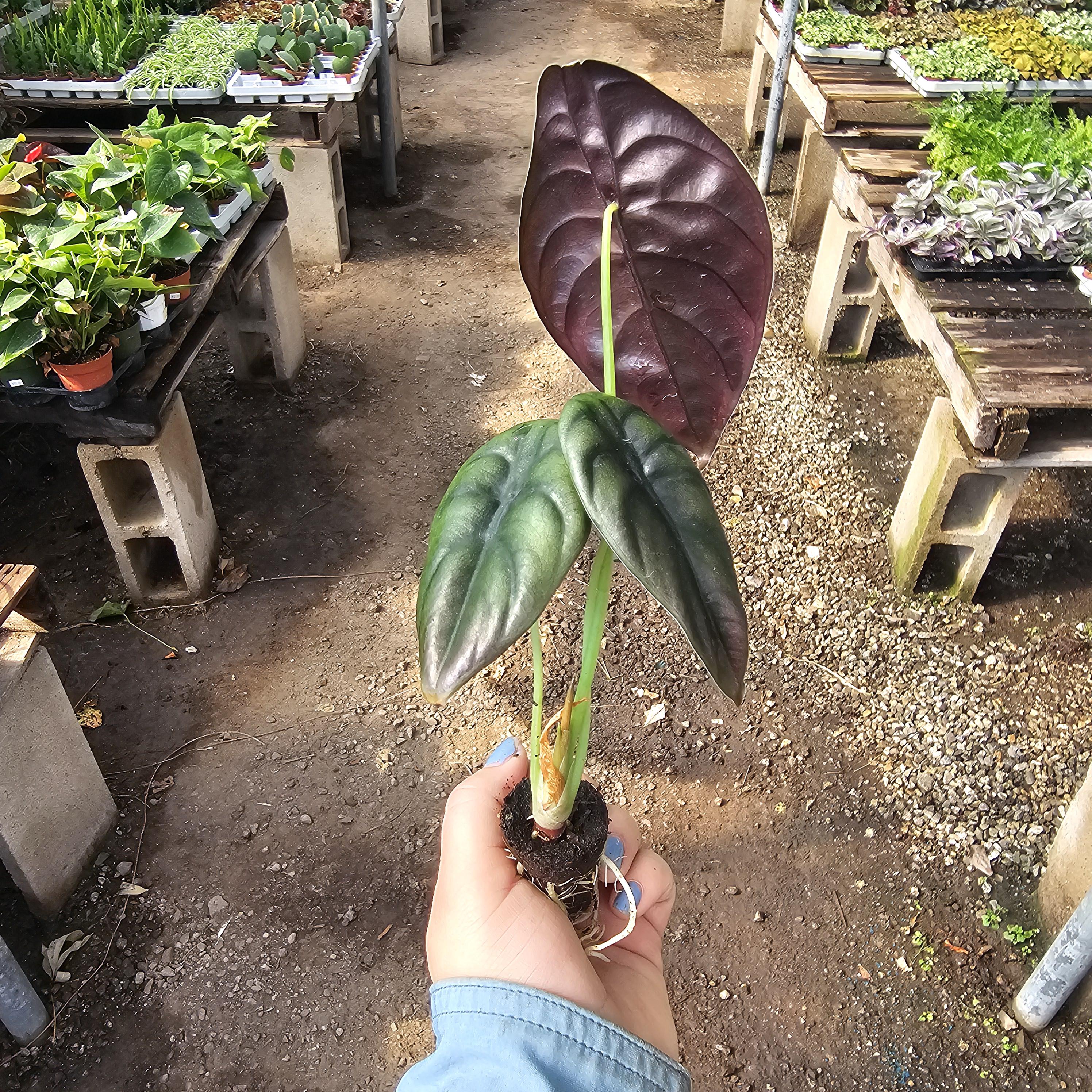 Alocasia Cuprea - Etsy