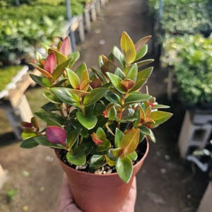 May include: A small potted plant with green and red leaves. The plant is in a brown pot and is sitting on a table.