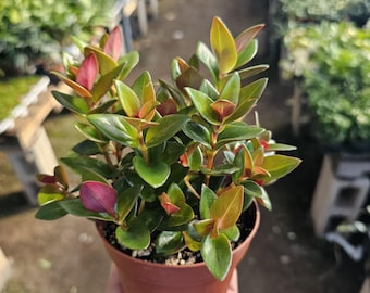 Goldfish Shady Ladies Heidy | Nematanthus gregarius | 2in pot | 4in pot