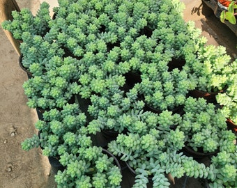 Donkey Tail | Trailing sedum | 2in pot | 4in pot