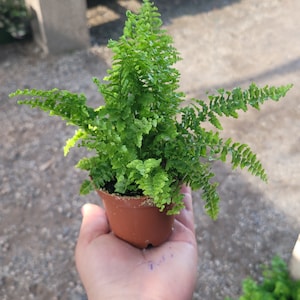 May include: A small, vibrant green fern plant in a brown plastic pot. The fern has delicate, feathery fronds and is held in a person's hand. The background is blurred, suggesting an outdoor setting.