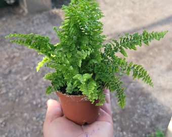 Fluffy Ruffles Fern | Nephrolepis Exaltata | 2in pot | 4in pot