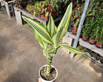 Dracaena Fragrans Sol Cane | Live Plant in 4" Pot | Easy Care Tropical Houseplant | Air Purifying Indoor Plant | Corn Plant