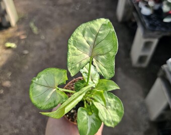 May include: A small potted plant with heart-shaped leaves. The leaves are a mix of green and white, with darker green edges and veins. The plant is in a small brown pot, held by a hand. The background is blurred, suggesting an outdoor setting.