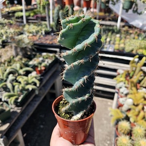 Spiral Cactus | 3.5in pot | Cereus Forbesii Spiralis | Rare Cactus | Rooted Cactus