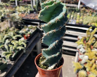 Spiral Cactus | 3.5in pot | Cereus Forbesii Spiralis | Rare Cactus | Rooted Cactus