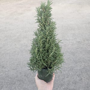 May include: A potted rosemary plant with dense, needle-like green leaves. The plant is cone-shaped and held in a dark green plastic pot. The background is a light gray surface.