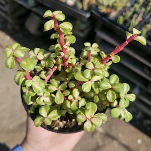 Variegated Rainbow Elephant Bush | Portulacaria afra Variegata | 2in pot | 4in pot