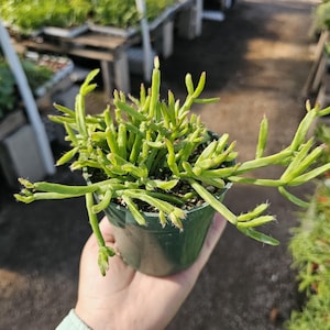 Rhipsalis Trigona  | 2in pot | 4in Pot | Rooted cuttings | Unrooted Cuttings | Rare Tropical Cactus