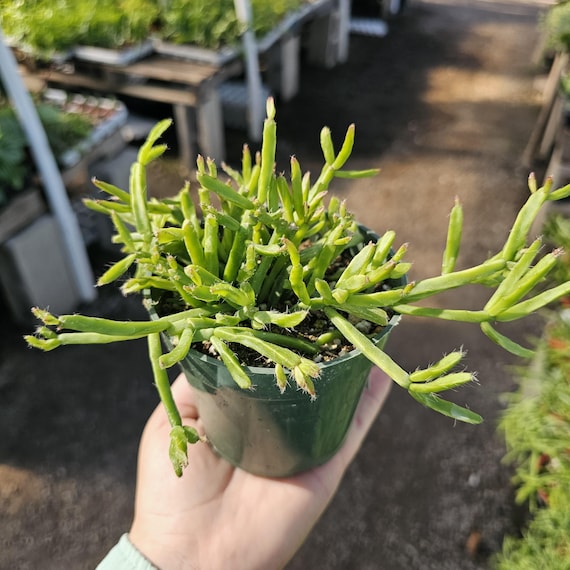 Rhipsalis Trigona | 4 Pot | 2in Pot |Rare Jungle Cactus | Unique Branching Rhipsalis | Pet Safe Houseplant | Easy Indoor Plant | Live Plant