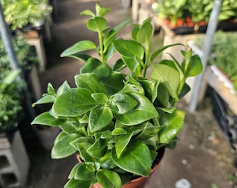 Lipstick Mona Lisa | Aeschynanthus lobbianus | 2in pot | 4in pot