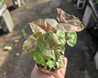 May include: A small potted Syngonium plant with green, pink, and brown leaves. The plant is held in a person's hand, showcasing the vibrant colors and textures of the foliage. The pot is a light brown color.
