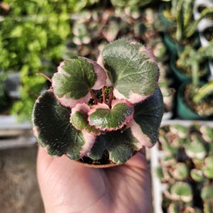 May include: A small potted plant with green leaves edged in pink. The leaves are round and have a slightly fuzzy texture.