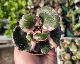 Saxifraga stolonifera Tricolor｜ストロベリベゴニア Strawberry Begonia ' Tricolor ' ( Saxifraga stolonifera Var. ) for