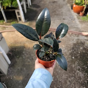 May include: A small rubber plant in a terracotta pot. The plant has large, glossy, dark green leaves with red stems. The plant is held in a person's hand. The background is blurred, showing a glimpse of a garden setting.