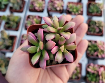 Anacampseros telephiastrum f. variegatum 'Sunrise' | 2in pot | Rare Succulent