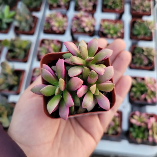 Anacampseros telephiastrum f. variegatum 'Sunrise' | Pot de 2 po. | Rare succulente