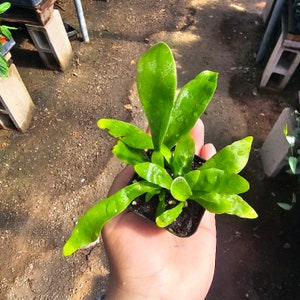Staghorn Fern | 2in pot | 4in pot