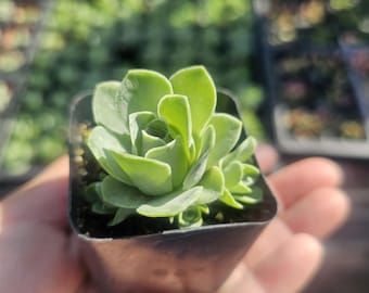 Mountain Rose Succulent (Aeonium dodrantale / Greenovia dodrantalis) – Rare Rose Succulent – 2in pot | Pups