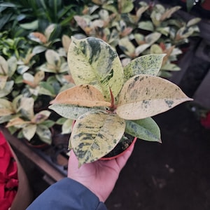 Ficus Moonshine | Ficus shivereana | 4in pot