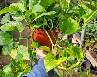 Golden Pothos | 6in pot | Epipremnum Aureum