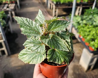 Begonia Snow Capped | Rare Indoor Plant | Frosted Silver Leaf Begonia | Live Houseplant