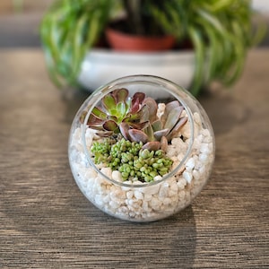DIY Succulent Arrangement in Glass Bowl with Decorative Pebbles | Perfect Indoor Terrarium Decor |