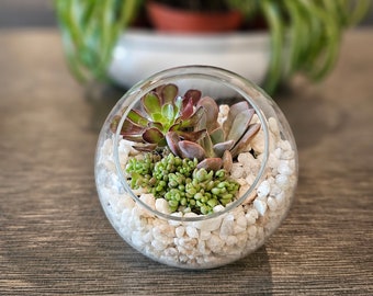 May include: A glass terrarium with white rocks and a variety of succulents, including green and red varieties.