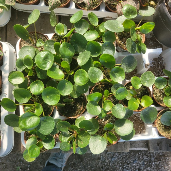 Pilea Peperomioides | Chinese Money Plant | UFO Plant | Peperomia Plant |  Easy Care House Plant - Etsy Hong Kong