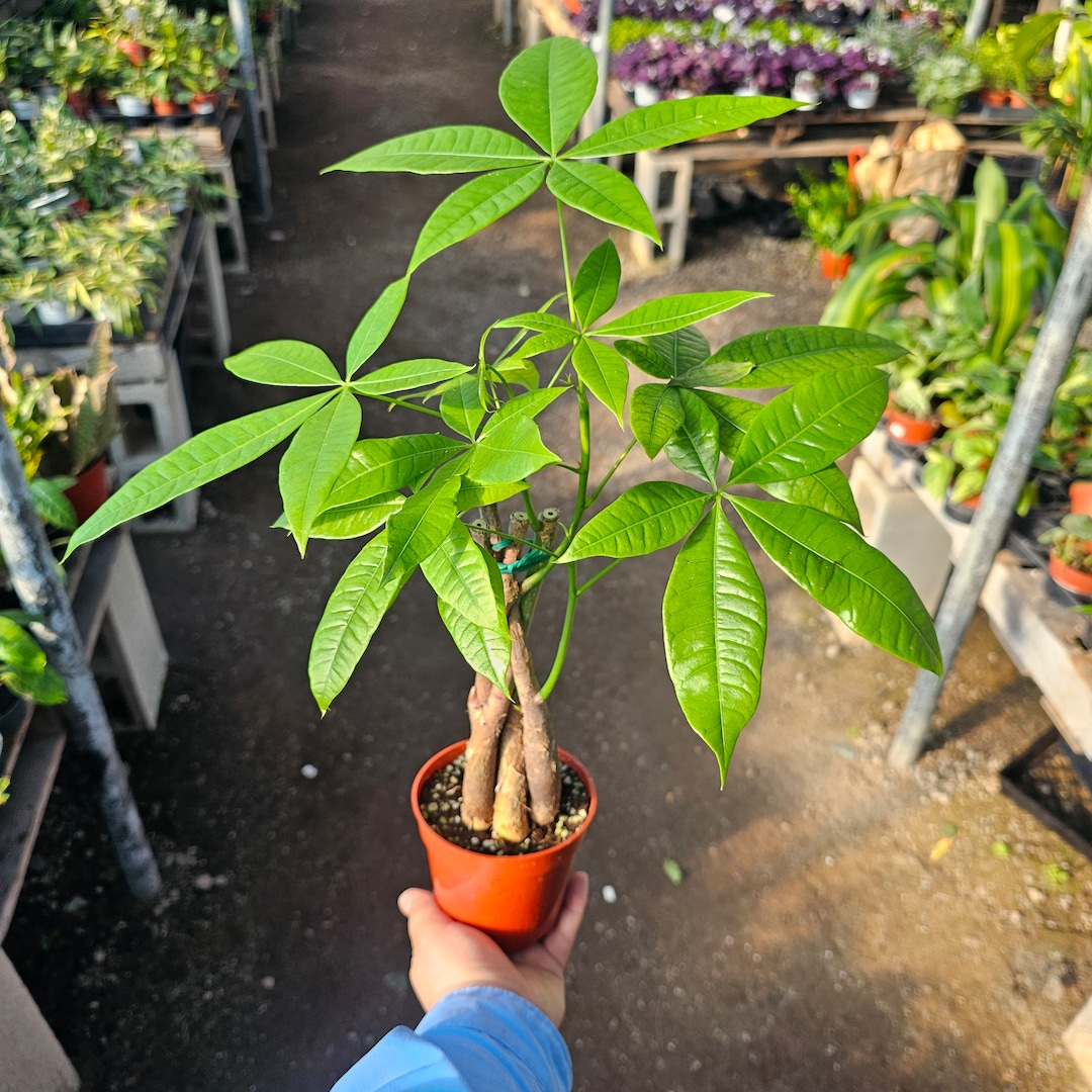 Money Tree | Pachira Aquatica | 4in Pot - Etsy