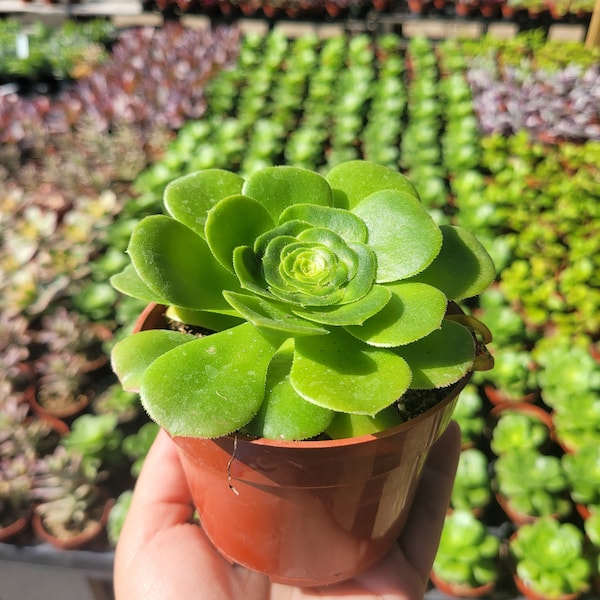 Aeonium Green Platters Succulents | 4in